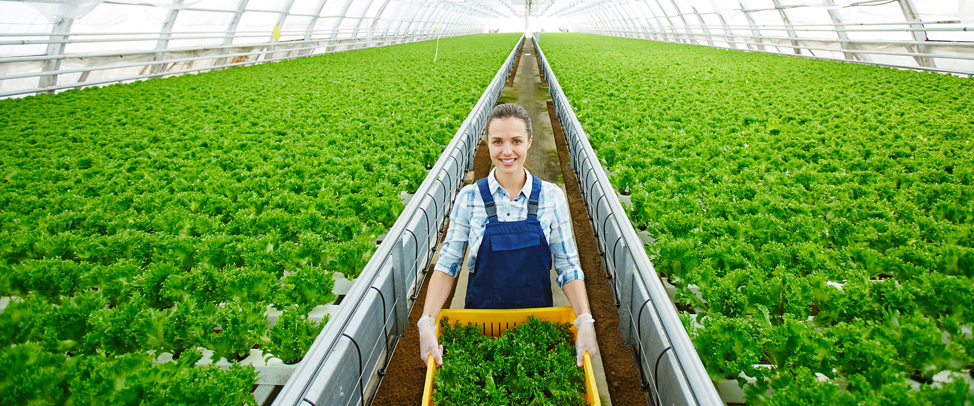 Sera Çiftlikleriyle Kaliteli Üretim